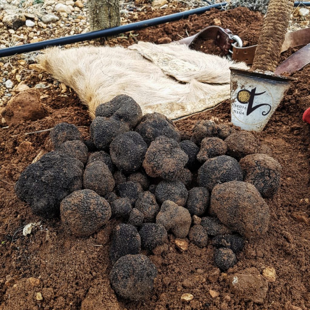 Trufa Negra de invierno para restauración