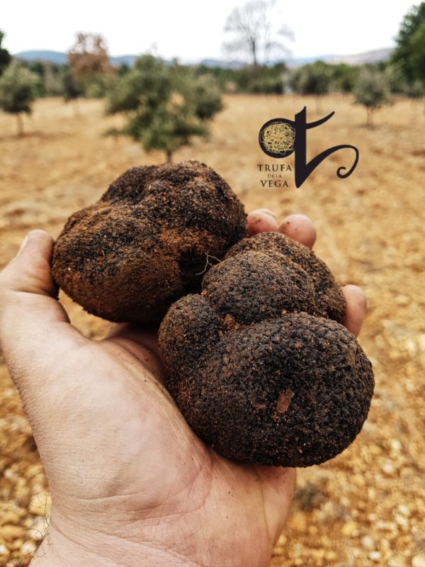 trufas negras en fincas de Trufas de la Vega