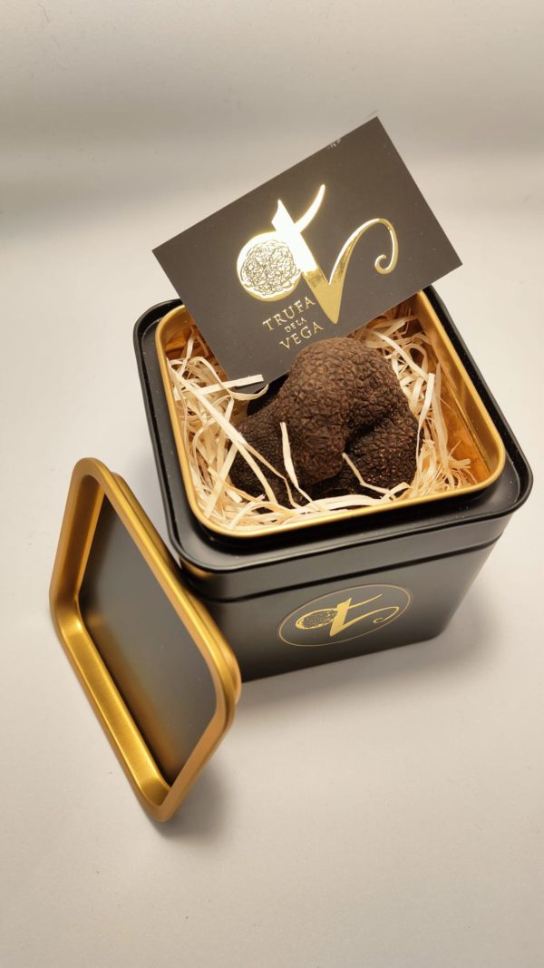 Trufa Negra de Invierno tuber Melanosporum